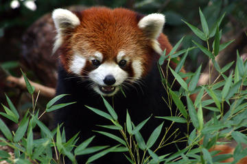 Daily Admission at Woodland Park Zoo