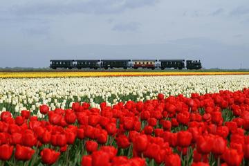 Full-Day Private Historic Triangle Tour: Hoorn, Medemblik and Enkhuizen