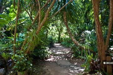 Roatan Nature Eco Walk Butterfly Garden Tour and Carambola Garden And Beach
