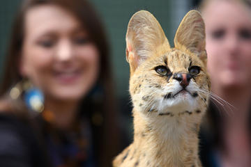 African Cat Encounter at Werribee Open Range Zoo