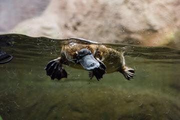 Meet a Platypus at Healesville Sanctuary