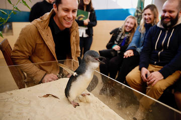 Tickets to Little Penguin Experience at Melbourne Zoo