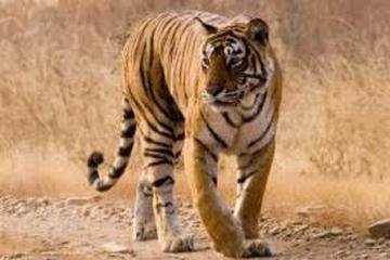 Day Trip to Ranthambore