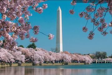 Georgetown Cherry Blossom Sightseeing Cruise