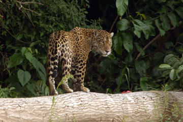8-Day: Exploring Manu Wilderness