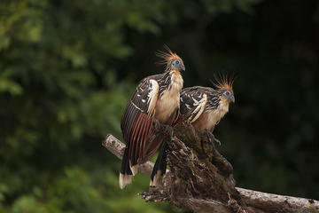 Manu Short Adventure Tour 3 Days from Cusco City