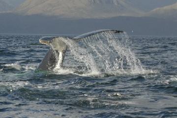 Whale-Watching Day Trip from Punta Arenas