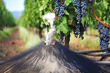 Etna Wine tasting