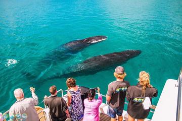 Humpback Whale Sunset Cruise