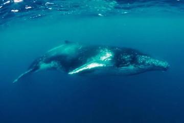 Humpback Whale Swim Tour
