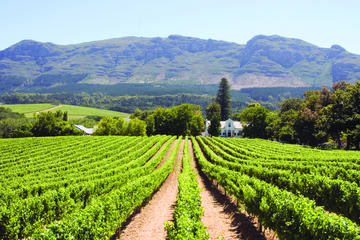 Half day Winelands Tour (afternoons only)