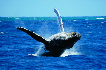 Whales & Wine Tour (Hermanus)