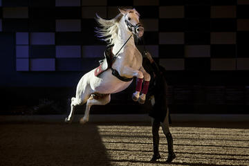 Lipica Stud Farm: SHOW