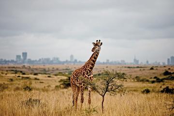 Nairobi National Park Safari