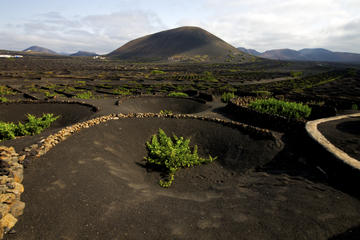 Lanzarote Timanfaya and Playa Blanca Day Trip from Fuerteventura