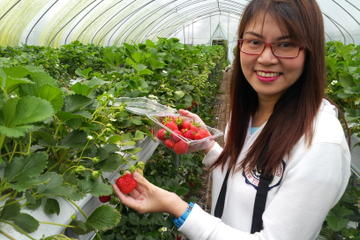 Strawberry Farm Tour from Seoul