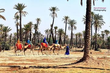 Marrakech camel trek