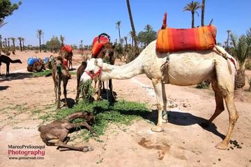 Marrakech quad and Camel experience in Agafay Desert