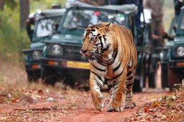 Private 07-Days Golden Triangle Tour with Ranthambhore Tiger Reserve from Delhi
