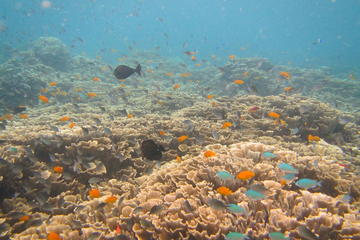 Discover Scuba Diving in Amed