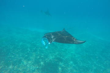 Discover Scuba Diving in Nusa Penida - Manta Point