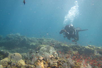 Scuba Diving in Amed