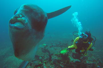 Scuba Diving in Gili Mimpang & Tepekong