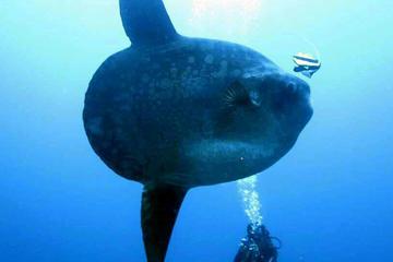 Scuba Diving in Nusa Penida - Manta Point