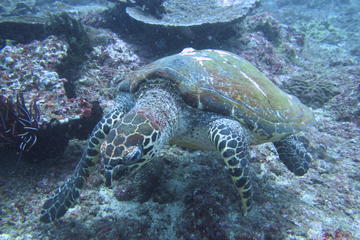 Scuba Diving in Padang Bai