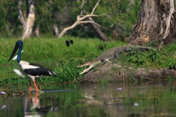 Corroboree Billabong Wetland Cruise from Darwin Including Lunch
