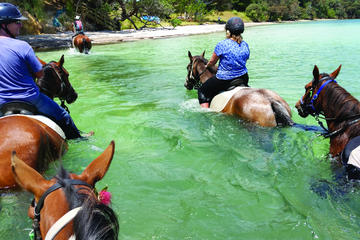 2-Hour Beach Horse Ride Experience on Waiheke Island