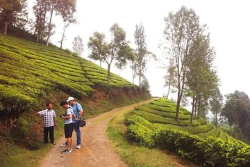 TEAWALK & SAFARI (PRIVATE COACH TOUR)