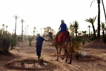 Camel ride in Marrakech palm grove