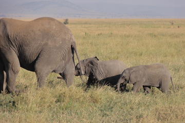 14 Days Kenya,Tanzania and Zanzibar Beach holidays