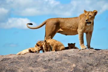 5 Days Tanzania Big 5 Safaris