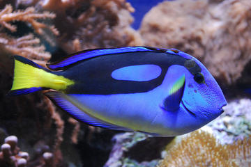 Finding Dory Half Day Cruise