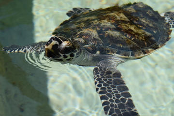 Turtle Encounter Day Cruise to Beachcomber Island
