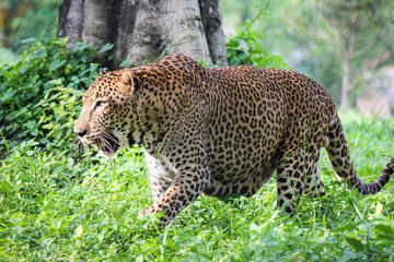 Shore Excursion Colombo Port Terminal To Open Zoo In Kandy