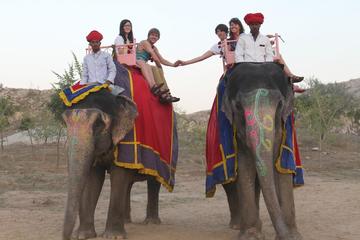 Elephant Activity in Jaipur