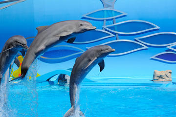 Zoomarine 1-Day or 2-Day Admission Ticket