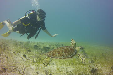 2 Tank Dive in Grand Case Saint Martin at 8:30 AM