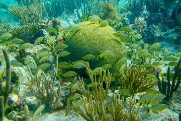 Snorkeling trip 1:30 PM - Grand Case