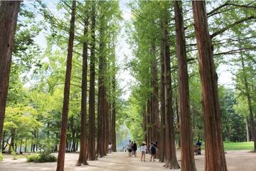 Full-Day Nami Island and Chuncheon Independent Tour from Seoul