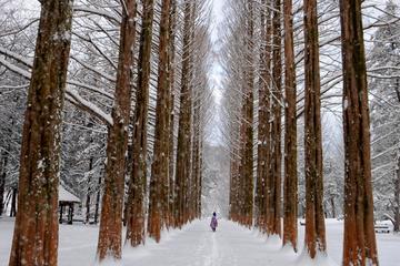 Full-Day Nami Island and Daemyung Vivaldi Ski Resort Independent Tour from Seoul