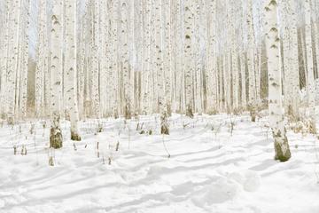 Inje White Bitch Tree Hiking Tour