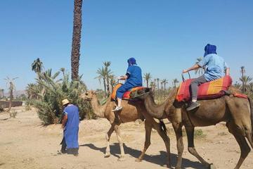 Sunset camel ride in the palm groove of Marrakech