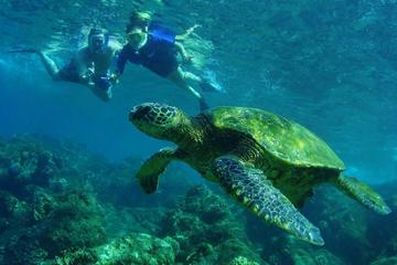 Grand Circle Island Snorkel Tour