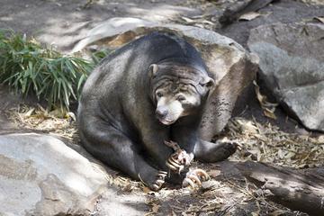 Adelaide Zoo Behind the Scenes Experience: Bear at Breakfast