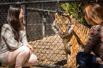 Adelaide Zoo Behind the Scenes Experience: Big Cat Interaction