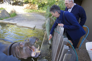 Adelaide Zoo Behind the Scenes Experience: Hippo Interaction